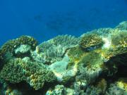 Diving/Great Barrier Reef 2004/PB100040