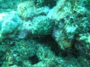 Diving/Great Barrier Reef 2004/PB100040b