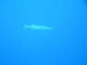 Diving/Great Barrier Reef 2004/PB100047