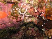 Diving/Great Barrier Reef 2004/PB110007