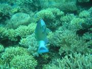 Diving/Great Barrier Reef 2004/PB110011