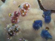 Diving/Great Barrier Reef 2004/PB110044