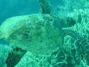 Diving/Great Barrier Reef 2004/PB110052