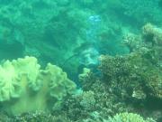 Diving/Great Barrier Reef 2004/PB110058