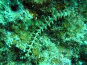 Diving/Great Barrier Reef 2004/PB110073