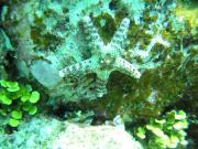 Diving/Great Barrier Reef 2004/PB110080