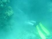 Diving/Great Barrier Reef 2004/PB110106