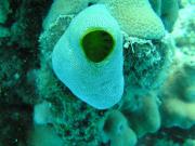 Diving/Great Barrier Reef 2004/PB110115