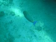 Diving/Great Barrier Reef 2004/PB110117