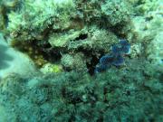 Diving/Great Barrier Reef 2004/PB110125