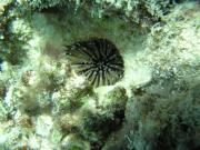 Diving/Great Barrier Reef 2004/PB110129