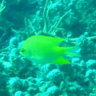 Diving/Thailand 2004/Phuket April/DSC00506