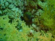 Diving/The Red Sea/2006/Ras Gozlani/DSC07835