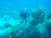 Diving/The Red Sea/2006/Ras Gozlani/DSC07845