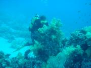 Diving/The Red Sea/2006/Ras Gozlani/DSC07846