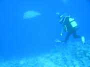 Diving/The Red Sea/2006/Ras Katty/P6110005