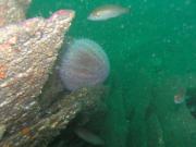 Diving/Wales/Caernarfon - Slate Wreck/P9040024