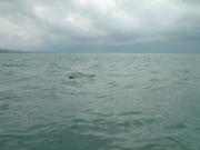 Kayaking/Pembrokeshire/Dinas Head/DSC00094