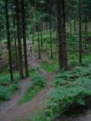 Mountain Biking/England/Forest of Dean/DSC01383