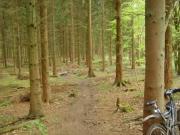 Mountain Biking/England/Forest of Dean/DSC03900