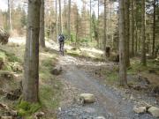 Mountain Biking/England/Lake District/Grizedale Forest/DSC06806