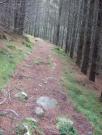 Mountain Biking/Scotland/Lochmuick/DSCF2917