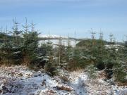 Mountain Biking/Scotland/Pitfichie Forest/DSCF0034
