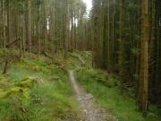 Mountain Biking/Wales/Betws-Y-Coed/Penmachno Trail/DSC08343