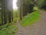 Mountain Biking/Wales/Betws-Y-Coed/Penmachno Trail/DSC08345