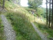 Mountain Biking/Wales/Betws-Y-Coed/Penmachno Trail/DSC08346