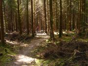 Mountain Biking/Wales/Brechfa Forest/Gorlech Trail/DSC01211