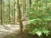 Mountain Biking/Wales/Brechfa Forest/Gorlech Trail/DSC08746