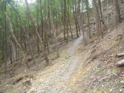Mountain Biking/Wales/Brechfa Forest/Gorlech Trail/DSC08750