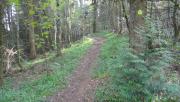 Mountain Biking/Wales/Cardiff/Potential mtb/Coed Llwyn-celyn woods/DSC00627