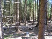 Mountain Biking/Wales/Coed-Y-Brenin/The Beast (Karrimor Trail)/P9060003