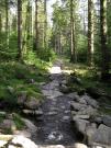 Mountain Biking/Wales/Coed-Y-Brenin/The Beast (Karrimor Trail)/P9060030