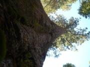 USA/Mariposa Redwood Grove/DSC01683