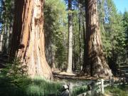 USA/Mariposa Redwood Grove/DSC01684