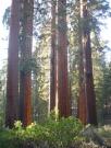 USA/Mariposa Redwood Grove/DSC01726