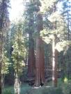 USA/Mariposa Redwood Grove/DSC01727