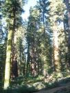 USA/Mariposa Redwood Grove/DSC01730