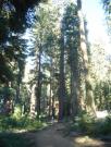 USA/Mariposa Redwood Grove/DSC01731