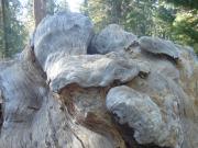 USA/Mariposa Redwood Grove/DSC01732