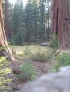 USA/Mariposa Redwood Grove/DSC01743