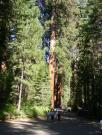 USA/Mariposa Redwood Grove/DSCN0920