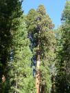 USA/Mariposa Redwood Grove/DSCN0921