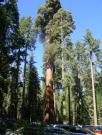 USA/Mariposa Redwood Grove/DSCN0922