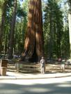 USA/Mariposa Redwood Grove/DSCN0923