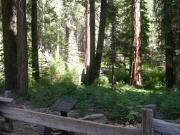 USA/Mariposa Redwood Grove/DSCN0924