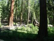 USA/Mariposa Redwood Grove/DSCN0925